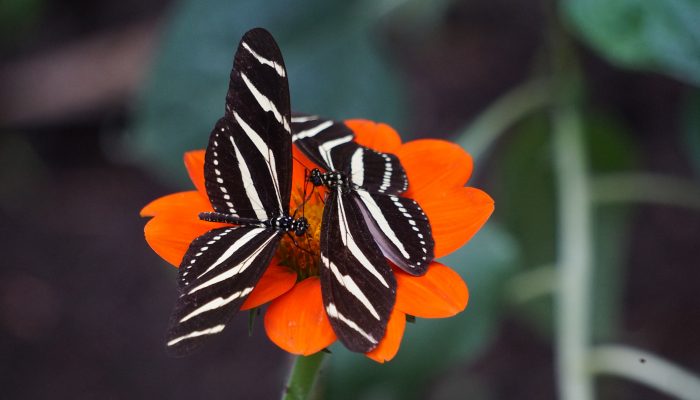 5410535-flower-butterfly-wing-orange-green-bokeh-stripe-black-white-two-pair-together-nature-black-and-white-free-pictures